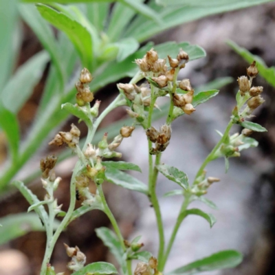 Gamochaeta calviceps (Narrowleaf Purple Everlasting) at Yarralumla, ACT - 15 Jan 2022 by ConBoekel