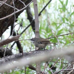 Sericornis frontalis (White-browed Scrubwren) at Yarralumla, ACT - 15 Jan 2022 by ConBoekel