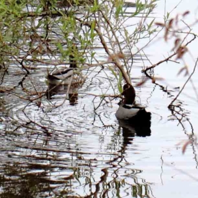 Chenonetta jubata (Australian Wood Duck) at Yarralumla, ACT - 16 Jan 2022 by ConBoekel