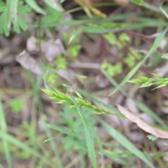 Bromus hordeaceus at Wamboin, NSW - 2 Nov 2021 08:07 PM