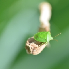 Nezara viridula (Green vegetable bug) at Wamboin, NSW - 6 Nov 2021 by natureguy