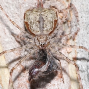 Tamopsis sp. (genus) at Acton, ACT - 14 Jan 2022