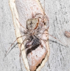 Tamopsis sp. (genus) at Acton, ACT - 14 Jan 2022