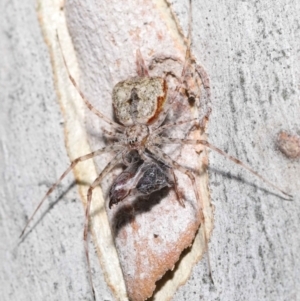 Tamopsis sp. (genus) at Acton, ACT - 14 Jan 2022 11:38 AM