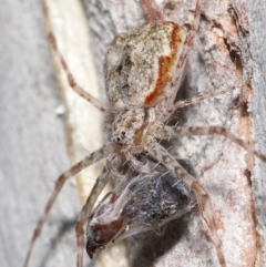 Tamopsis sp. (genus) at Acton, ACT - 14 Jan 2022 11:38 AM