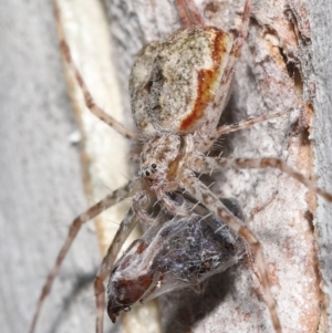 Tamopsis sp. (genus) at Acton, ACT - 14 Jan 2022 11:38 AM