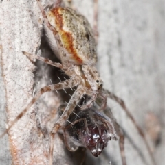 Tamopsis sp. (genus) at Acton, ACT - 14 Jan 2022 11:38 AM