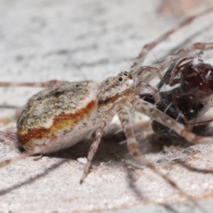 Tamopsis sp. (genus) at Acton, ACT - 14 Jan 2022 11:38 AM