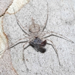 Tamopsis sp. (genus) at Acton, ACT - 14 Jan 2022