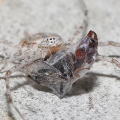 Tamopsis sp. (genus) at Acton, ACT - 14 Jan 2022