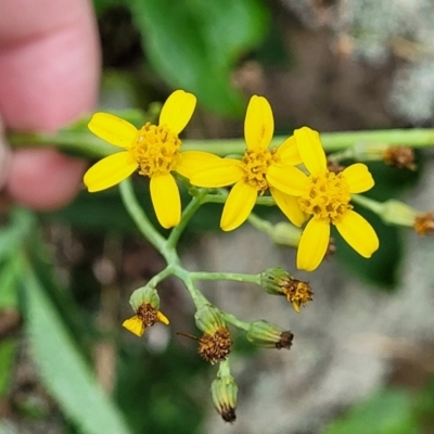 Senecio linearifolius var. arachnoideus (Cobweb Fireweed Groundsel) at Mittagong, NSW - 20 Jan 2022 by trevorpreston