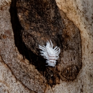 Cryptolaemus montrouzieri at Paddys River, ACT - 19 Jan 2022