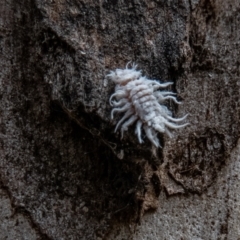 Cryptolaemus montrouzieri at Paddys River, ACT - 19 Jan 2022