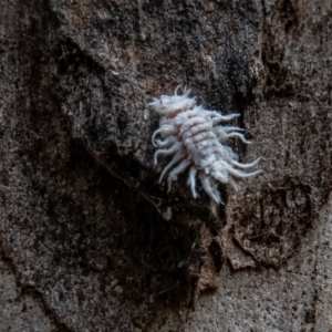 Cryptolaemus montrouzieri at Paddys River, ACT - 19 Jan 2022