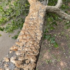 Trametes versicolor at Hackett, ACT - 20 Jan 2022 10:50 AM