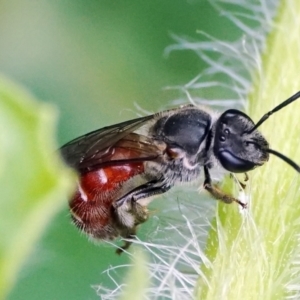 Lasioglossum (Parasphecodes) sp. (genus & subgenus) at Page, ACT - 20 Jan 2022 11:40 AM