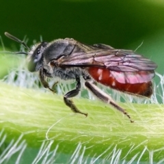 Lasioglossum (Parasphecodes) sp. (genus & subgenus) at Page, ACT - 20 Jan 2022 11:40 AM