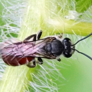 Lasioglossum (Parasphecodes) sp. (genus & subgenus) at Page, ACT - 20 Jan 2022 11:40 AM