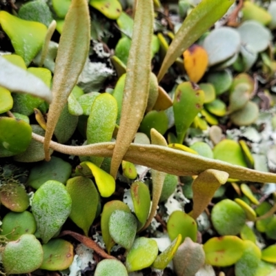 Pyrrosia rupestris (Rock Felt Fern) at Mittagong, NSW - 20 Jan 2022 by trevorpreston