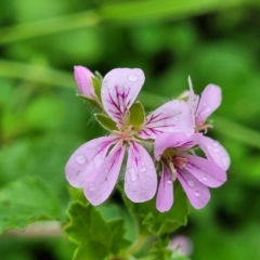 Pelargonium australe (Austral Stork's-bill) at Mittagong, NSW - 20 Jan 2022 by tpreston