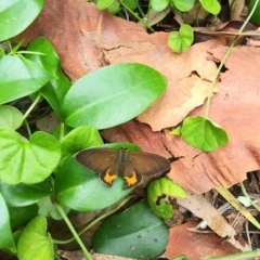 Hypocysta metirius (Brown Ringlet) at Long Beach, NSW - 20 Jan 2022 by HelenJ