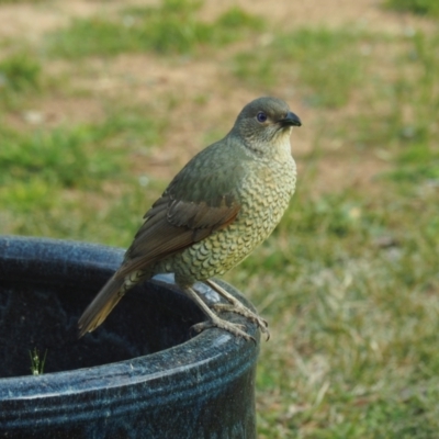 Ptilonorhynchus violaceus (Satin Bowerbird) at Curtin, ACT - 3 Sep 2021 by Morgan29