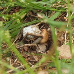 Portacosa cinerea at Curtin, ACT - 19 Jan 2022