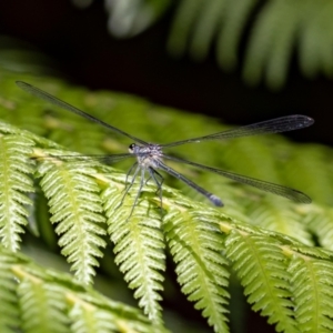 Austroargiolestes icteromelas at Acton, ACT - 12 Jan 2022