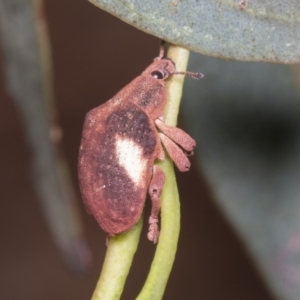 Gonipterus pulverulentus at Gungahlin, ACT - 19 Jan 2022