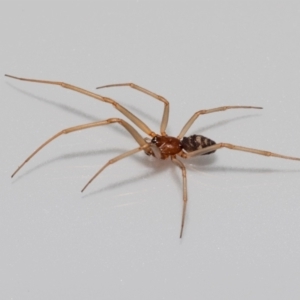 Steatoda grossa at Jerrabomberra, NSW - suppressed