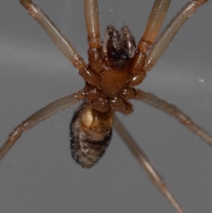 Steatoda grossa at Jerrabomberra, NSW - suppressed