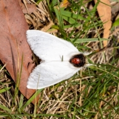 Trichiocercus sparshalli (Sparshall's Moth) at ANBG - 11 Jan 2022 by MarkT