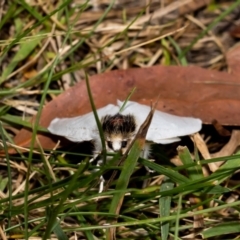 Trichiocercus sparshalli at Acton, ACT - 12 Jan 2022