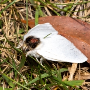 Trichiocercus sparshalli at Acton, ACT - 12 Jan 2022