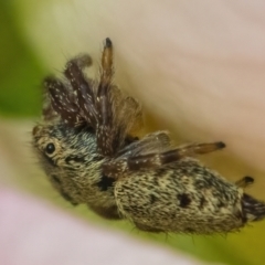 Salticidae (family) (Jumping spider) at Googong, NSW - 20 Jan 2022 by WHall