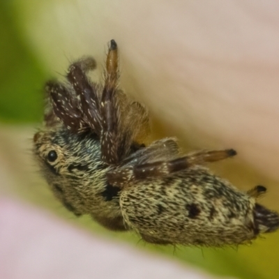 Salticidae (family) (Jumping spider) at Googong, NSW - 20 Jan 2022 by WHall