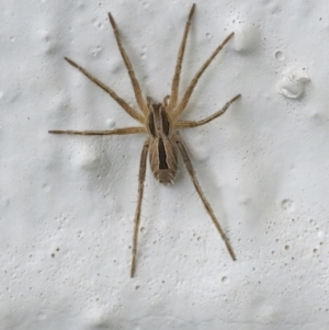 Argoctenus sp. (genus) at Googong, NSW - 15 Jan 2022