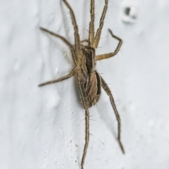 Argoctenus sp. (genus) at Googong, NSW - 15 Jan 2022