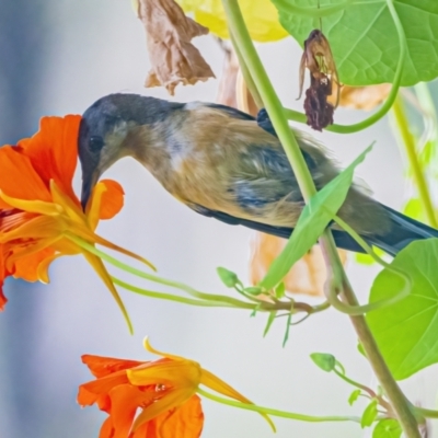 Acanthorhynchus tenuirostris (Eastern Spinebill) at Googong, NSW - 8 Jan 2022 by WHall