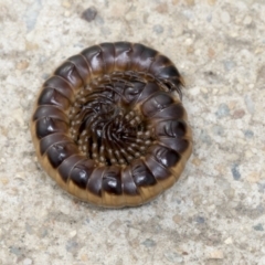 Paradoxosomatidae sp. (family) (Millipede) at Gungahlin, ACT - 19 Jan 2022 by AlisonMilton