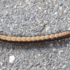 Paradoxosomatidae sp. (family) at Gungahlin, ACT - 19 Jan 2022 12:38 PM