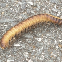 Paradoxosomatidae sp. (family) at Gungahlin, ACT - 19 Jan 2022 12:38 PM