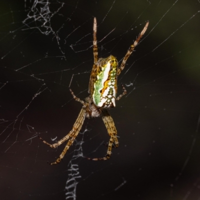 Plebs bradleyi (Enamelled spider) at ANBG - 11 Jan 2022 by MarkT