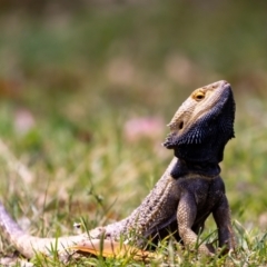 Pogona vitticeps (Central Bearded Dragon) at Acton, ACT - 12 Jan 2022 by MarkT