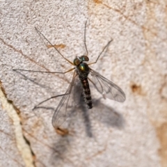 Heteropsilopus sp. (genus) (A long legged fly) at Acton, ACT - 12 Jan 2022 by MarkT