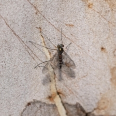 Heteropsilopus sp. (genus) at Acton, ACT - 12 Jan 2022 11:07 AM