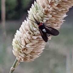 Hestiochora erythrota-tricolor-group at Gateway Island, VIC - 19 Jan 2022 by ChrisAllen