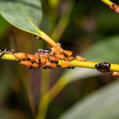 Eurymeloides bicincta (Gumtree hopper) at ANBG - 11 Jan 2022 by MarkT