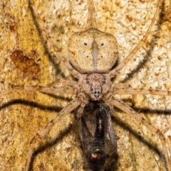 Tamopsis sp. (genus) (Two-tailed spider) at Acton, ACT - 11 Jan 2022 by MarkT