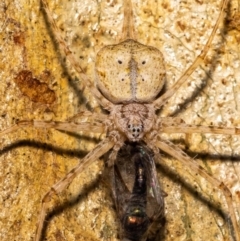 Tamopsis sp. (genus) (Two-tailed spider) at ANBG - 11 Jan 2022 by MarkT